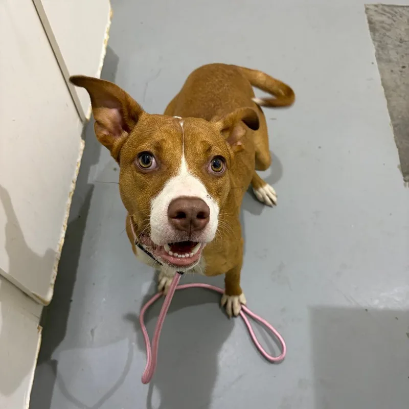 An adult medium-sized female Yellow / Tan / Blond / Fawn Labrador Retriever dog named Hanna for adoption in Binghamton, NY