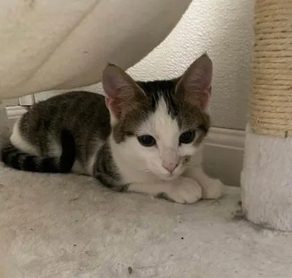 A baby small-sized female Domestic Short Hair cat named House Breaker for adoption in Hobart, IN