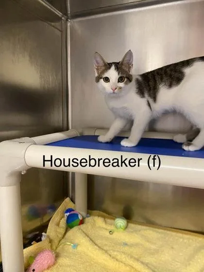House Breaker thumbnail 3