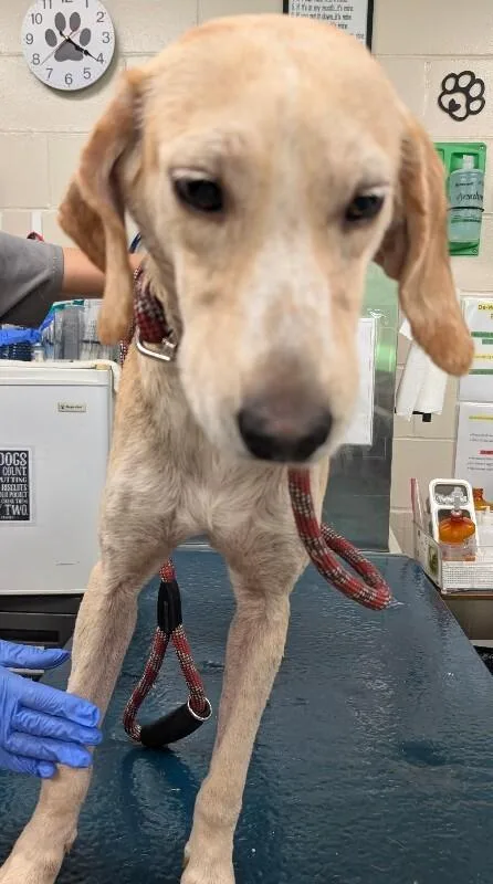 An adult medium-sized female Golden Mixed Breed dog named Baylor for adoption in Mobile, AL