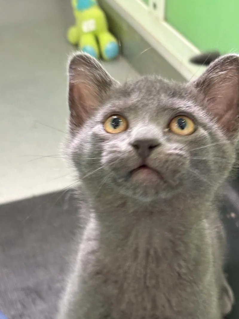 A baby medium-sized male Blue Point American Shorthair cat named Peter Brady for adoption in Barboursville, WV