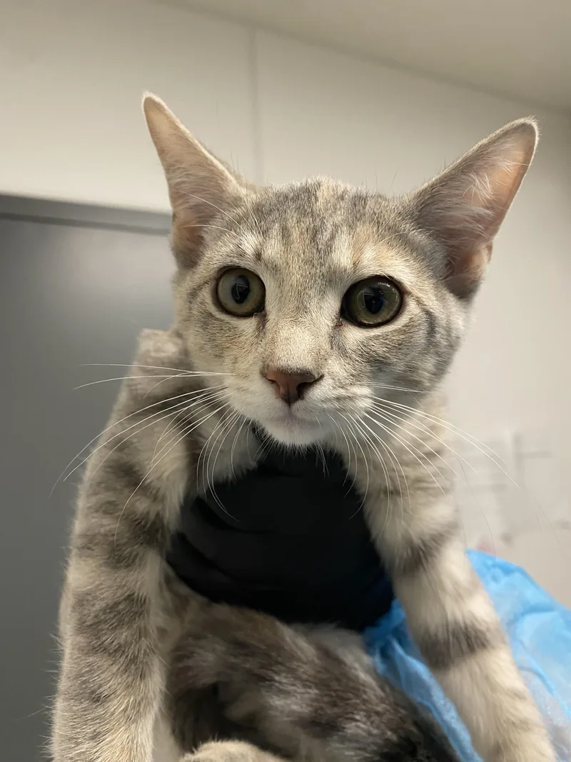A baby small-sized female Domestic Short Hair cat named Chickie for adoption in Chico, CA