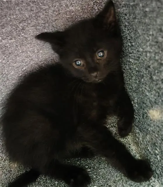 A baby medium-sized male Domestic Short Hair cat named Midnight for adoption in Dallas, TX