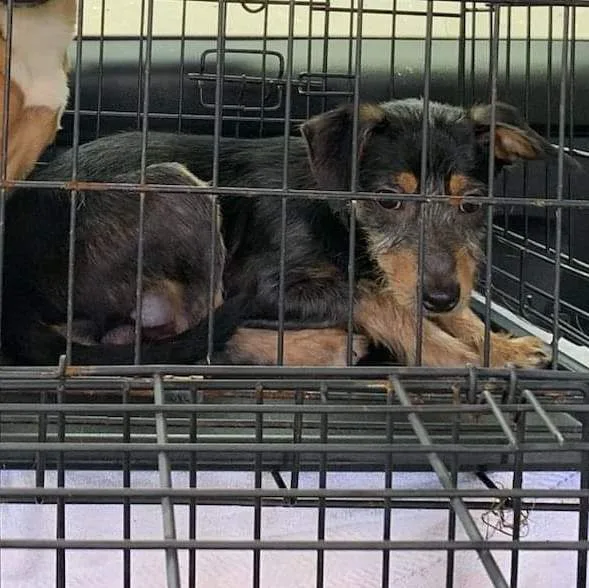 A young small-sized male Bicolor Wirehaired Terrier dog named Ricky for adoption in Fort Myers, FL