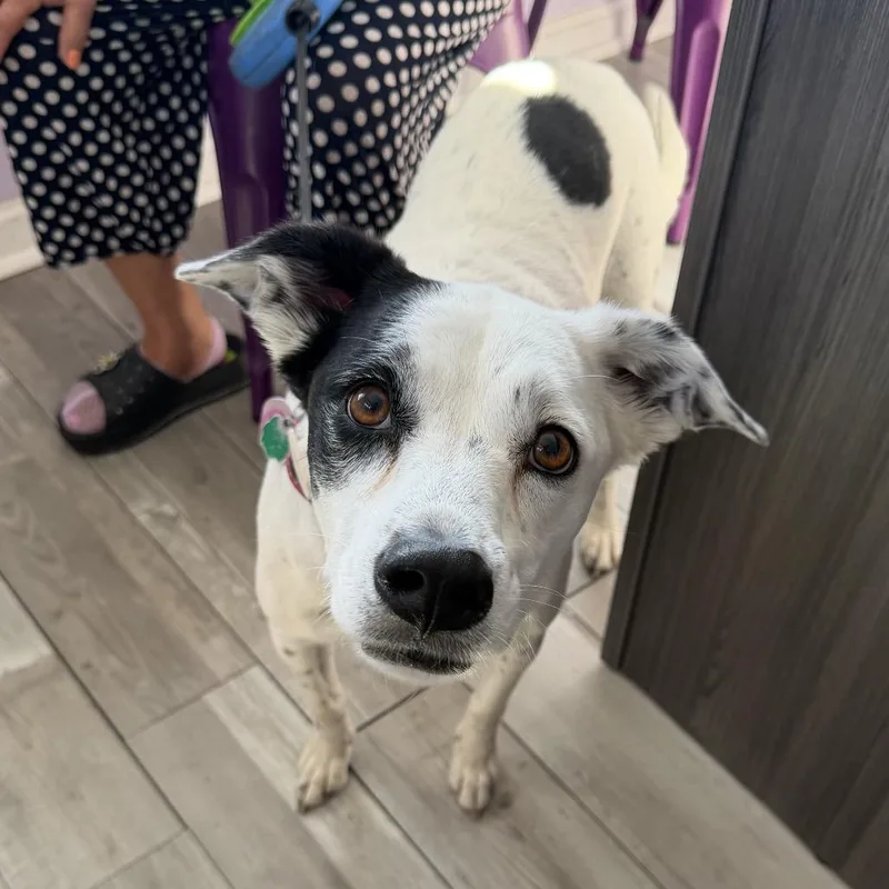 An adult medium-sized female Border Collie dog named Peppermint Patty for adoption in Northbrook, IL