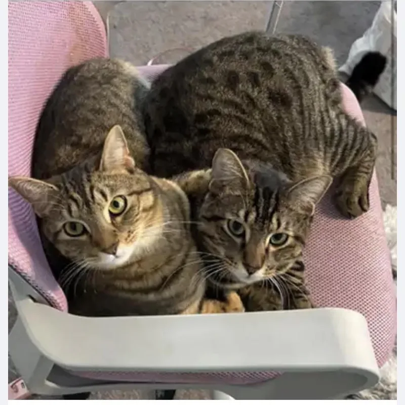 An adult medium-sized female Brown / Chocolate Domestic Short Hair cat named Virginia for adoption in Waldorf, MD