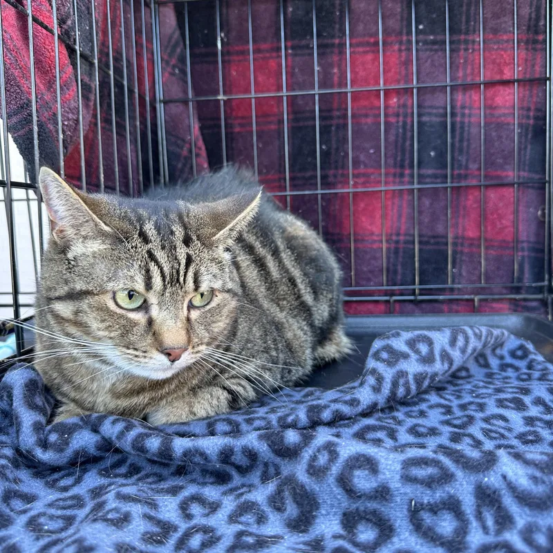 A senior large-sized male Tabby (Brown / Chocolate) Domestic Short Hair cat named Blaze for adoption in Easley, SC