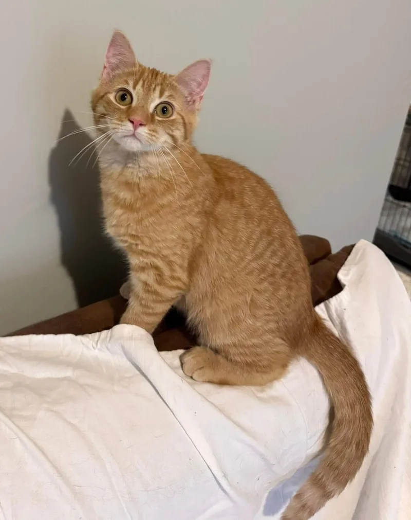 Casella & Scrappy thumbnail 3