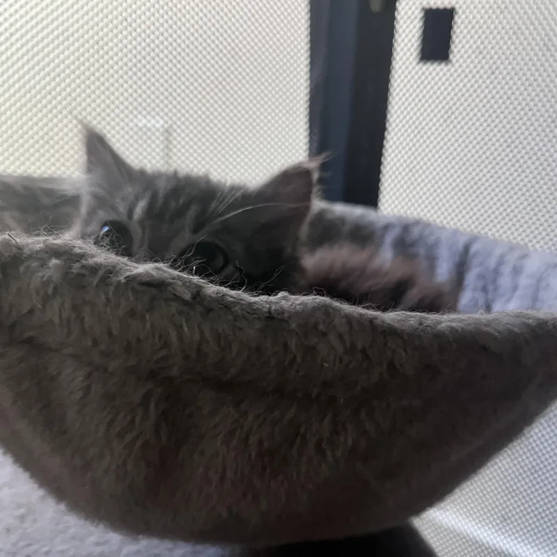 Twinkle Toes thumbnail 2