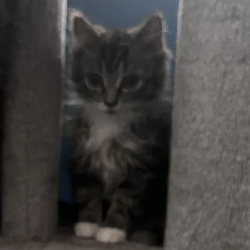 Twinkle Toes thumbnail 3