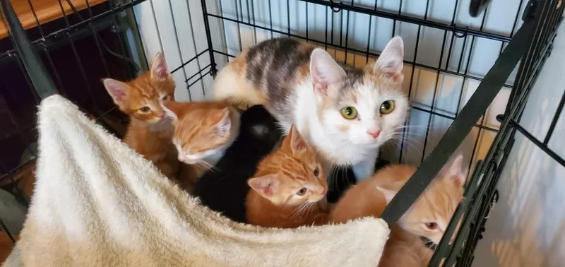 A young medium-sized female Orange & White Domestic Short Hair cat named Mama for adoption in Richmond, IN