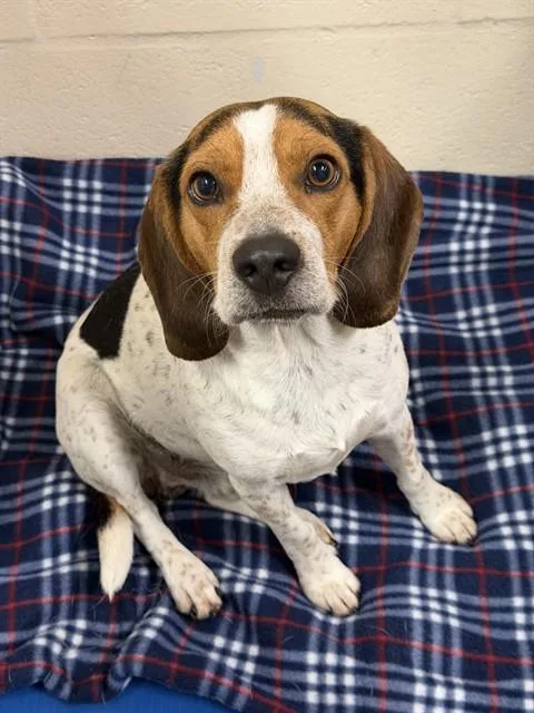 An adult medium-sized male Beagle dog named Chip for adoption in Fort Myers, FL