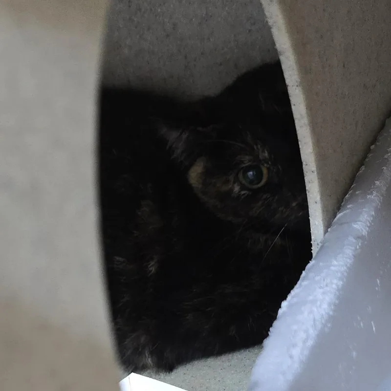 A young small-sized female Tortoiseshell Domestic Short Hair cat named Addie for adoption in Yanceyville, NC