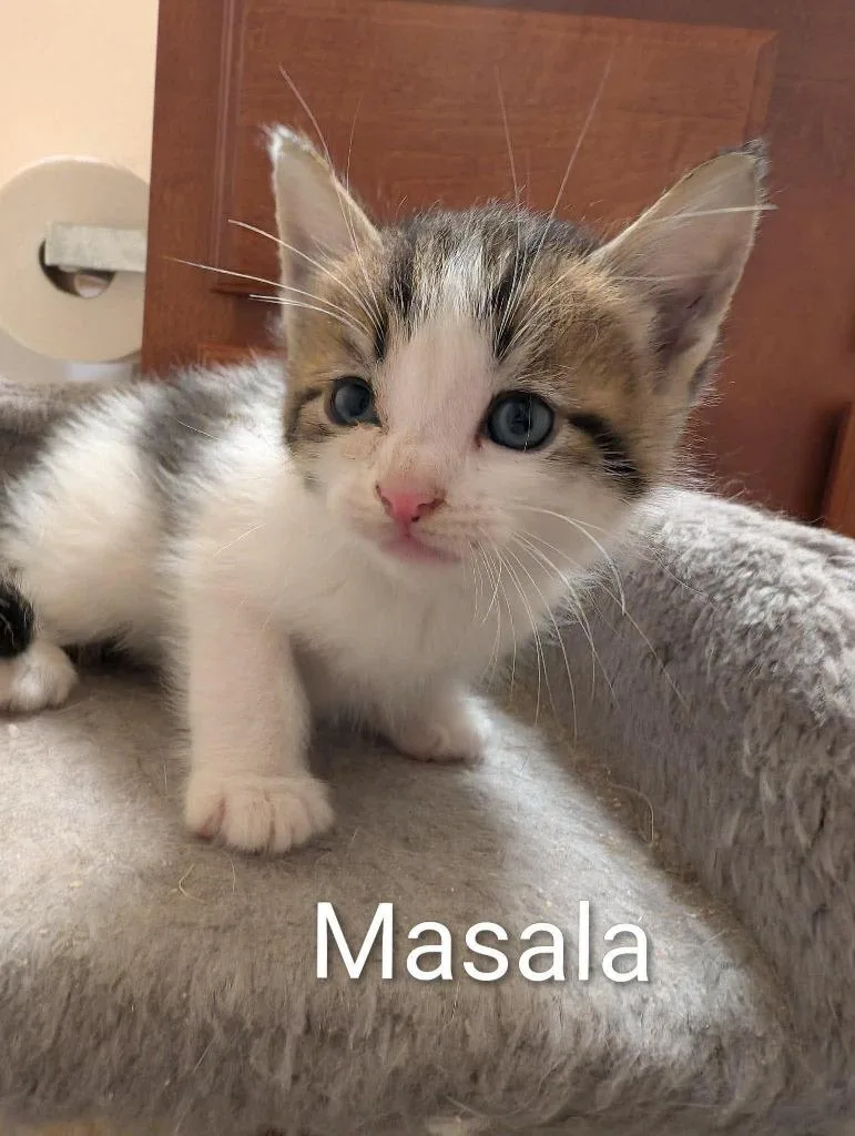 A baby medium-sized male Domestic Short Hair cat named Masala for adoption in Hoover , AL
