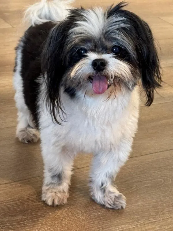 A senior small-sized female Shih Tzu dog named Annie for adoption in Windsor, CO