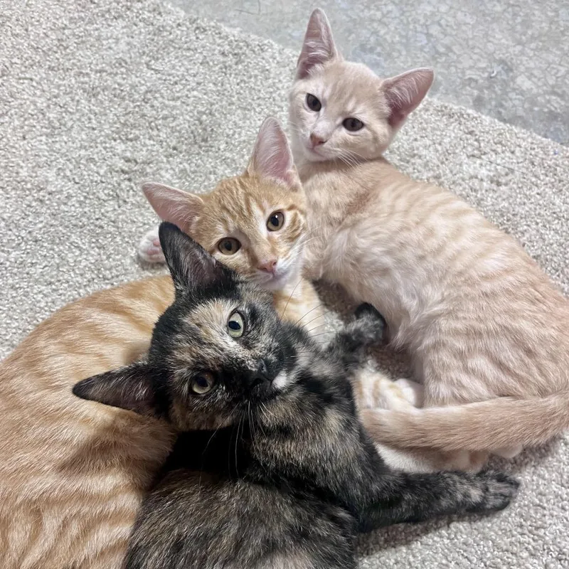 A baby small-sized male Cream / Ivory Domestic Short Hair cat named Creamy for adoption in Overland Park, KS
