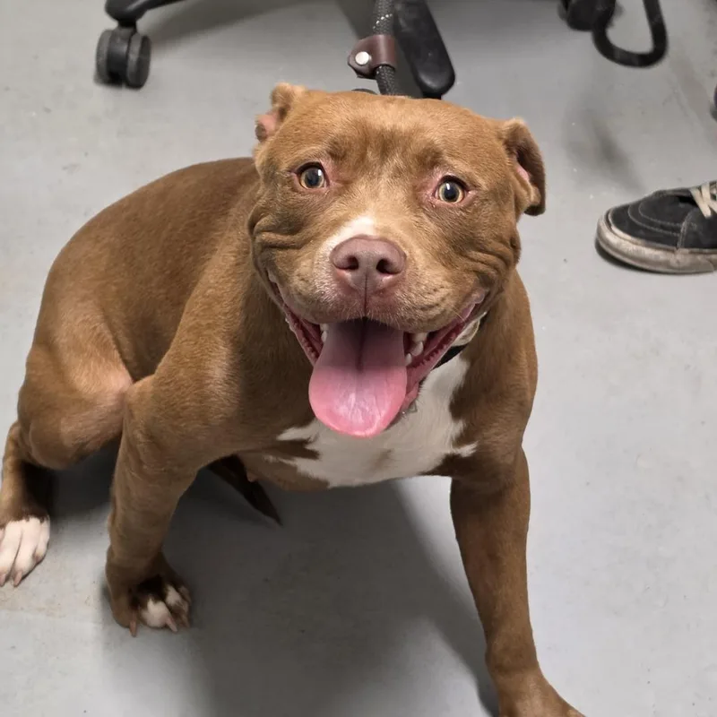 A young medium-sized female Brown / Chocolate Mixed Breed dog named Mocha Bean for adoption in Troy, IL