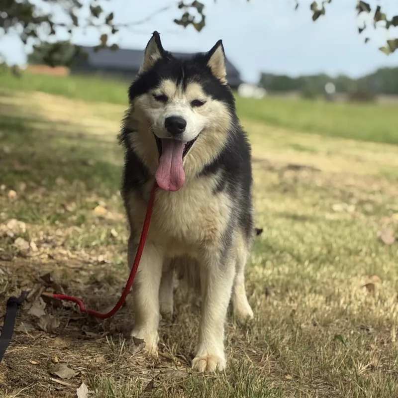 A young medium-sized male White / Cream Husky dog named Joey for adoption in Henderson, KY