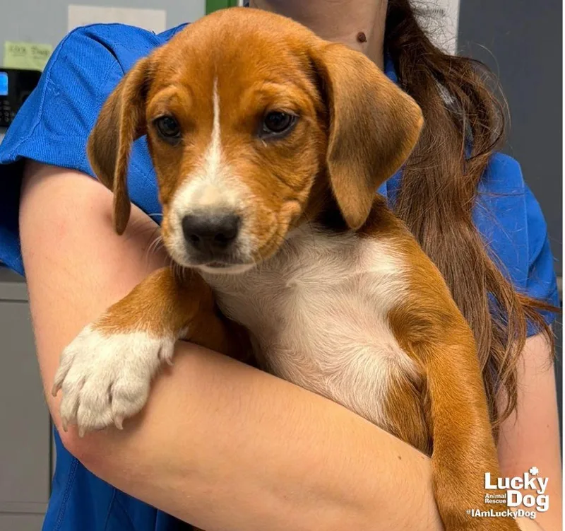A baby large-sized male Beagle dog named Sweet Swift for adoption in Washington, DC