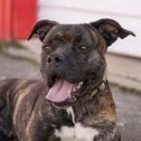 An adult medium-sized female Brindle Boxer dog named Mary Rose for adoption in La Grange, TX