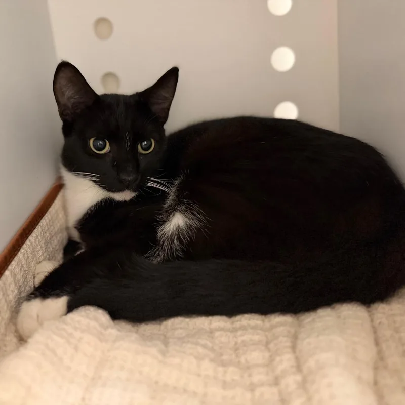 An adult medium-sized male Black Domestic Short Hair cat named Barry for adoption in Sarasota, FL