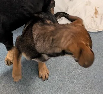 A young medium-sized male German Shepherd Dog dog named Snickers for adoption in Taylorsville, NC