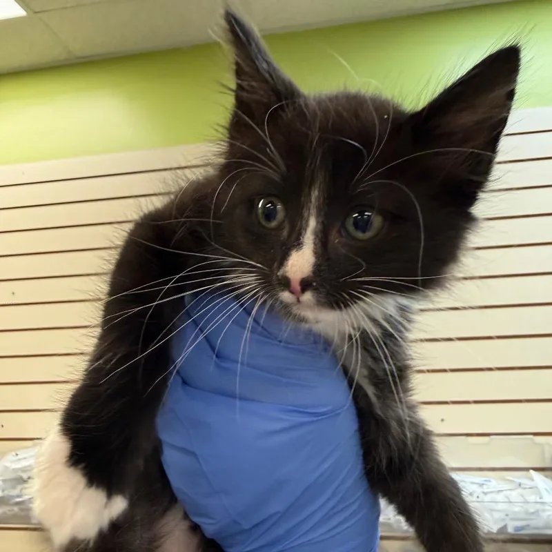 A baby small-sized male White Domestic Short Hair cat named S'mores for adoption in Lynchburg, VA