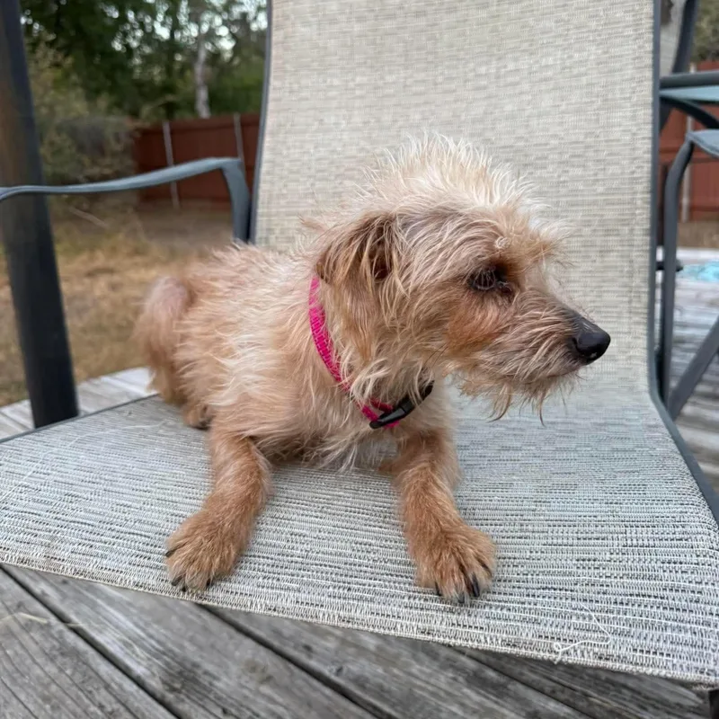 A young small-sized female Apricot / Beige Terrier dog named Miley for adoption in Warren, RI