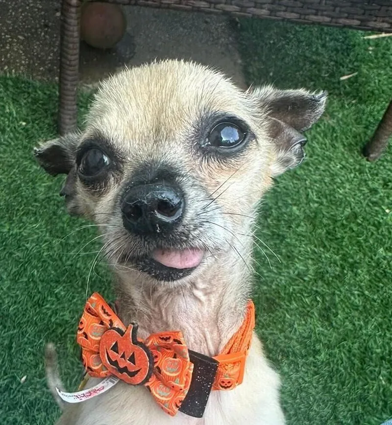An adult small-sized male Chihuahua dog named Chi Chi for adoption in Long Island City, NY