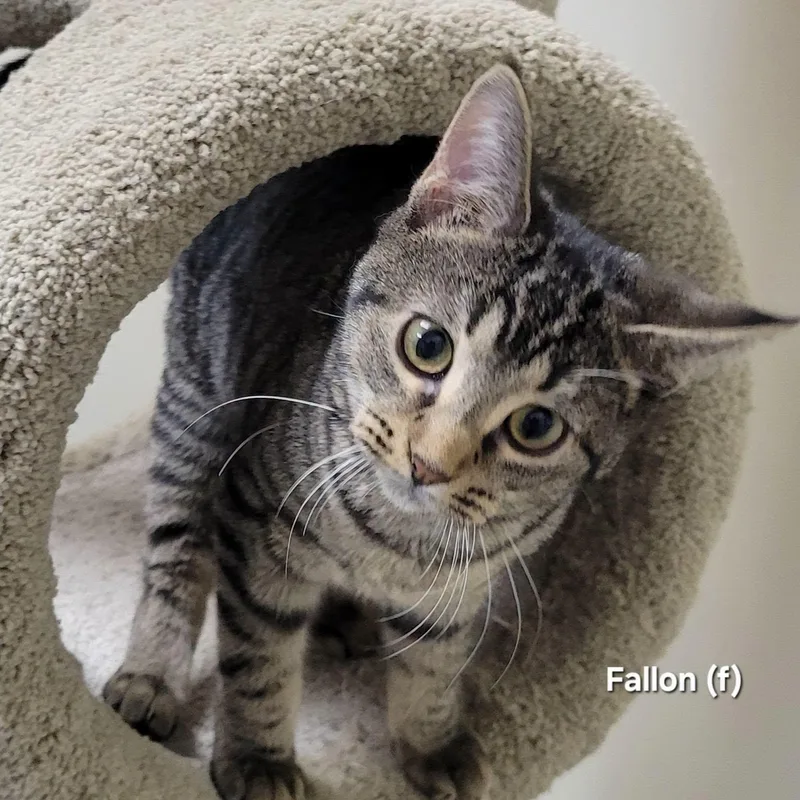 A baby medium-sized female Tabby (Brown / Chocolate) Domestic Short Hair cat named Fallon for adoption in Mazon, IL