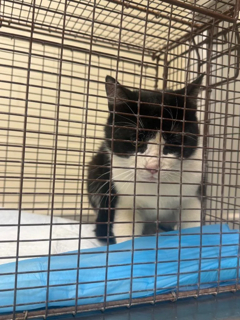 A baby medium-sized female Domestic Short Hair cat named 2026-05-129 for adoption in Winder, GA