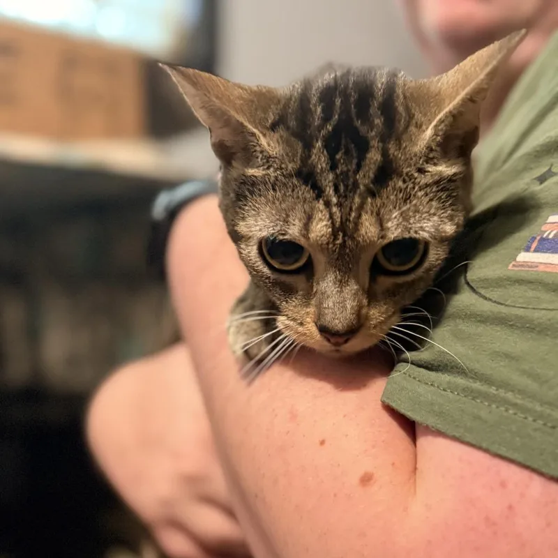 A young small-sized female Domestic Short Hair cat named Morticia Addams for adoption in Delaware, OH