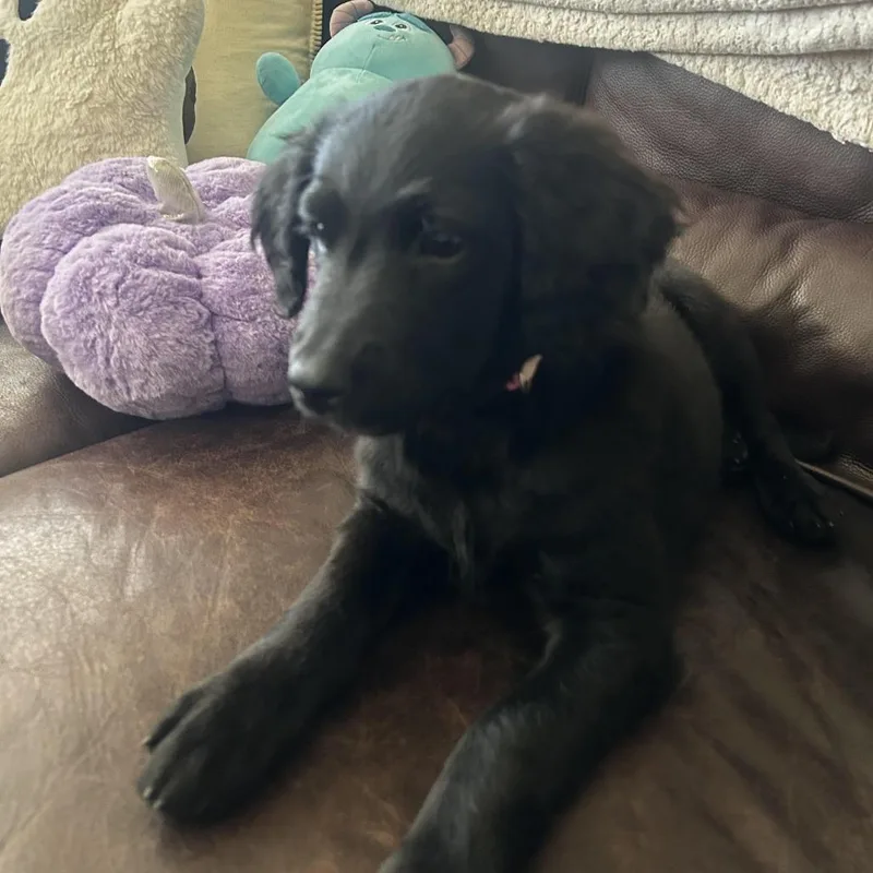 A baby medium-sized female Black Labrador Retriever dog named Nita D for adoption in Minnetonka, MN