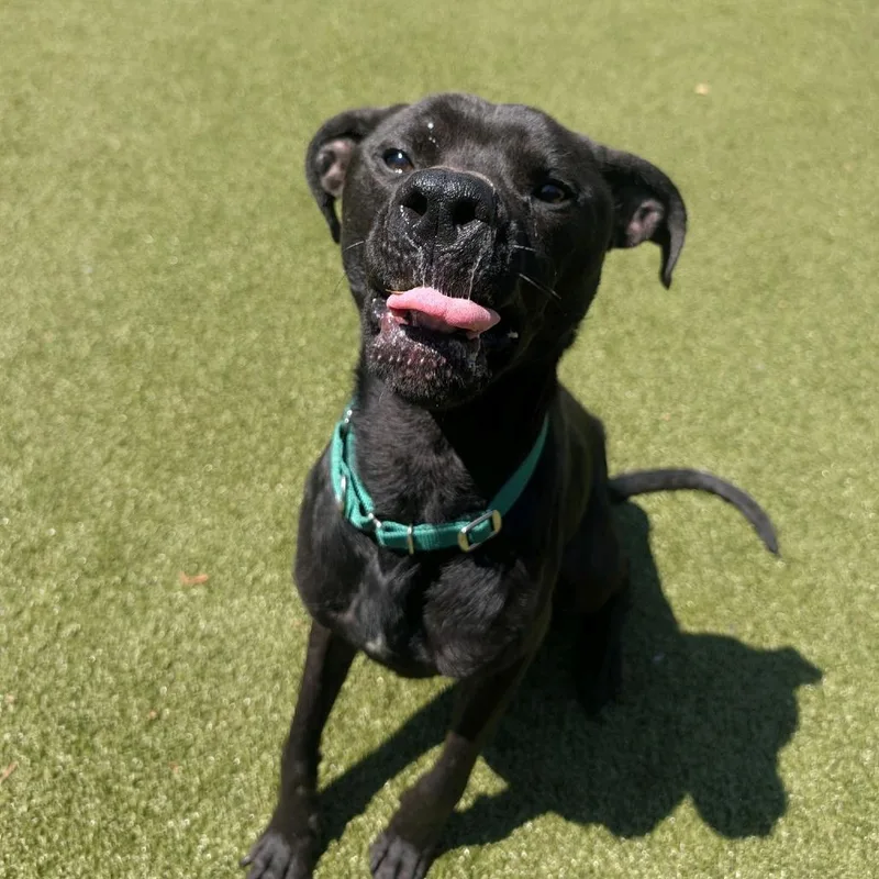 An adult medium-sized male Brindle Mixed Breed dog named Hauling for adoption in Greensboro, NC