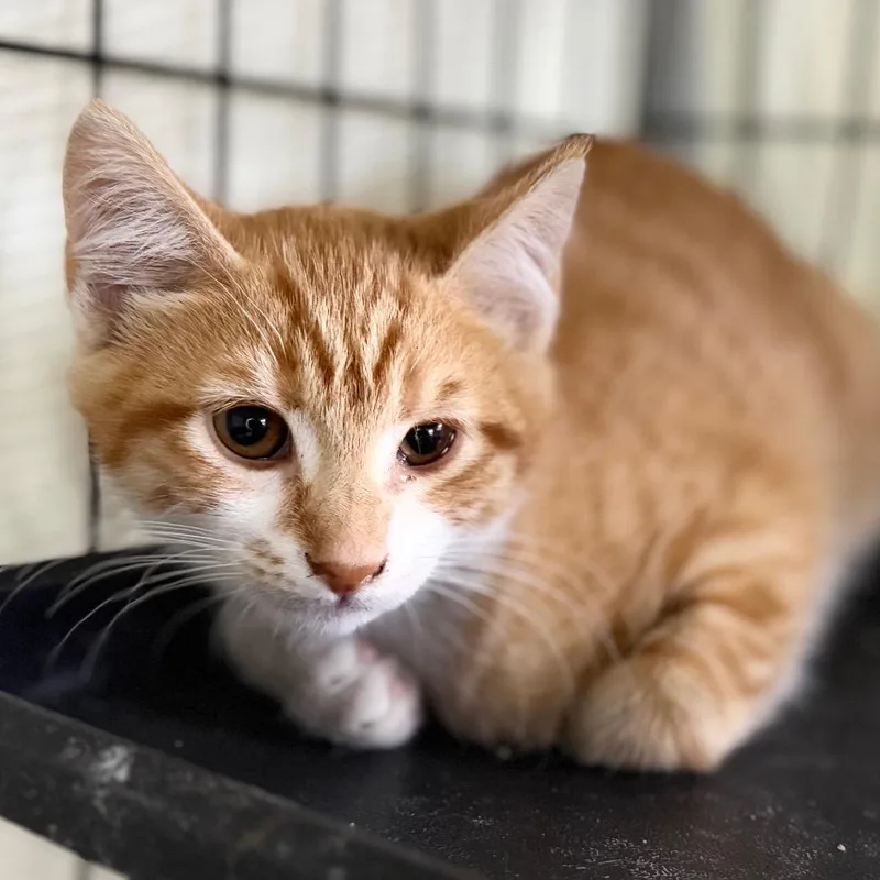 A baby small-sized male Orange / Red Domestic Short Hair cat named Gene Kelly for adoption in Long Beach, CA