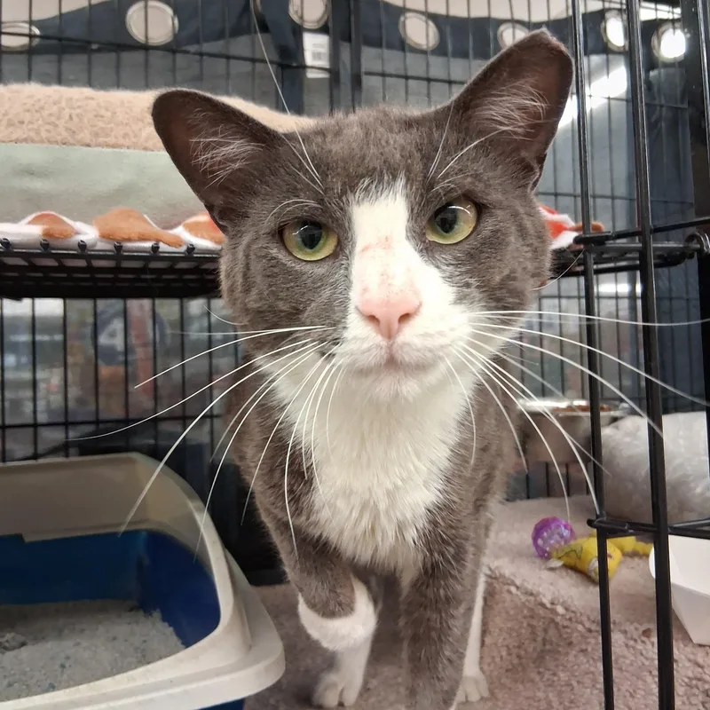 A young medium-sized male Gray & White Domestic Short Hair cat named Donnie for adoption in Bear, DE