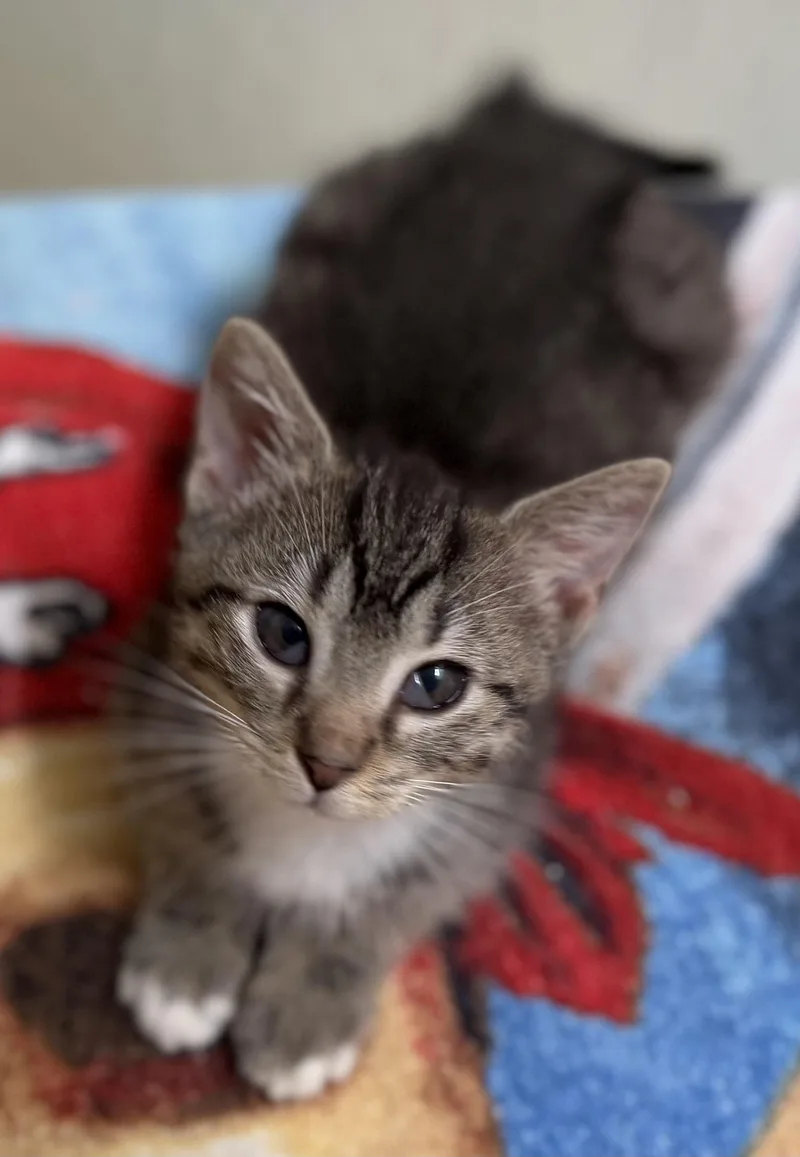Clyde thumbnail 3