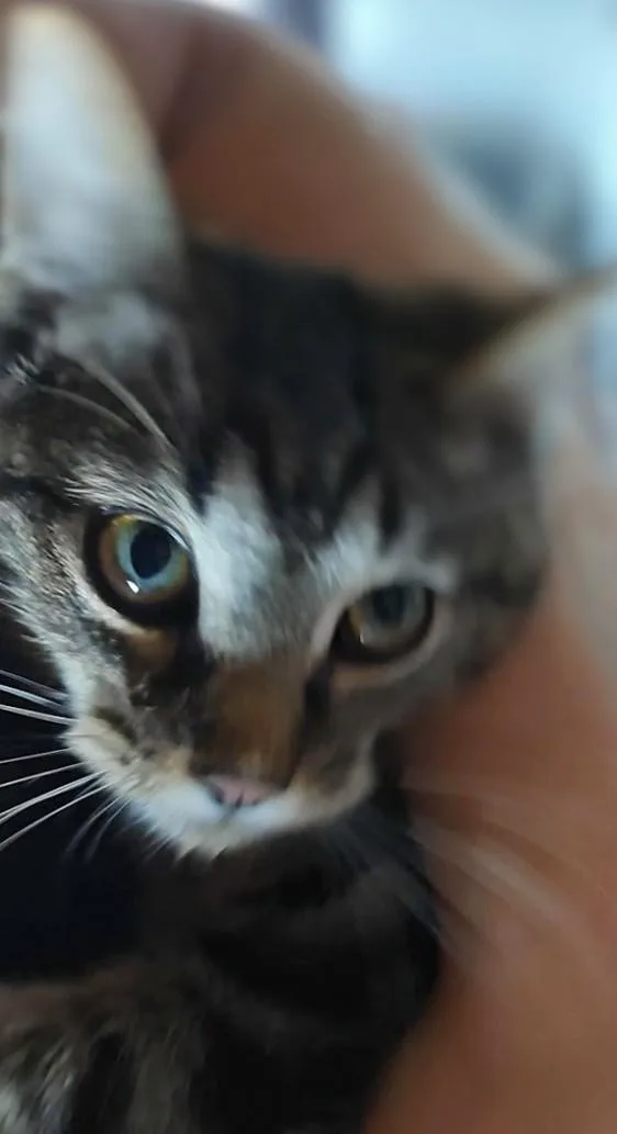 A baby medium-sized male Domestic Short Hair cat named Simon for adoption in Fair Oaks, IN