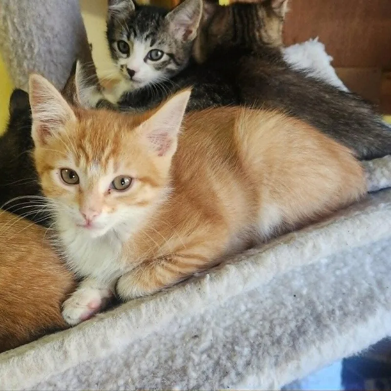 A baby medium-sized male Domestic Short Hair cat named Davie for adoption in Candler, NC