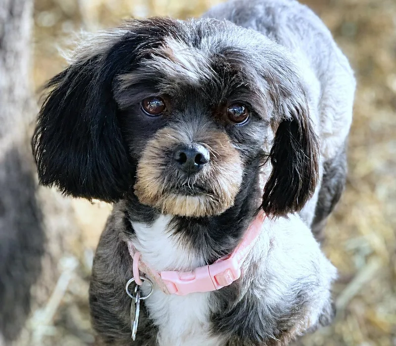 A senior small-sized female Gray / Blue / Silver Schnauzer dog named Lumina for adoption in Boerne, TX
