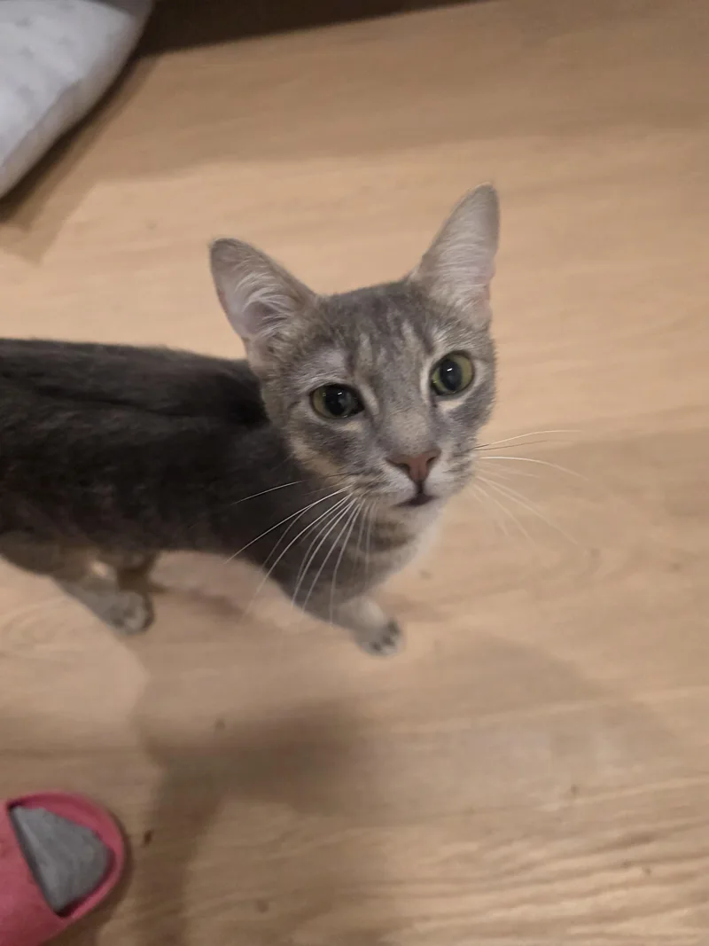 A young medium-sized female Gray / Blue / Silver Tabby cat named Tipy for adoption in Lawrenceville, GA