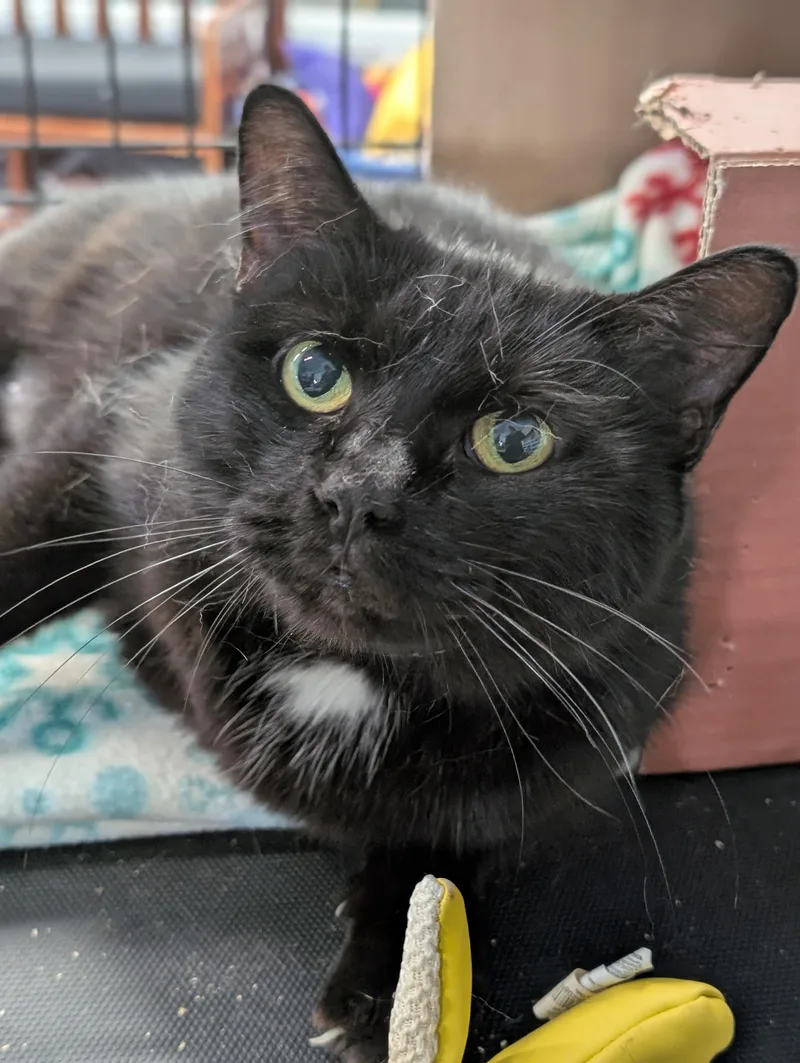 An adult medium-sized female Black Domestic Short Hair cat named Ellie for adoption in Tilton, IL