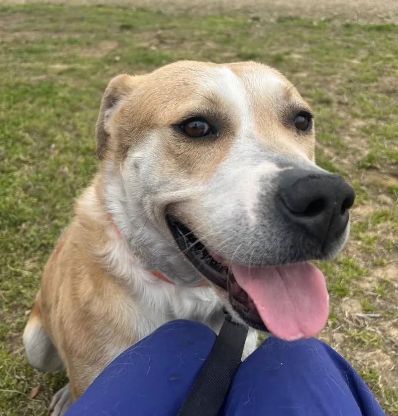 A young large-sized male Labrador Retriever dog named Sampson for adoption in Greenwood, MS