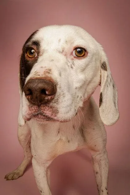 An adult medium-sized male Brown / Chocolate German Shorthaired Pointer dog named Harvey for adoption in Jackson, GA