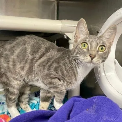 A baby small-sized female Domestic Short Hair cat named Deb for adoption in Wheaton, IL