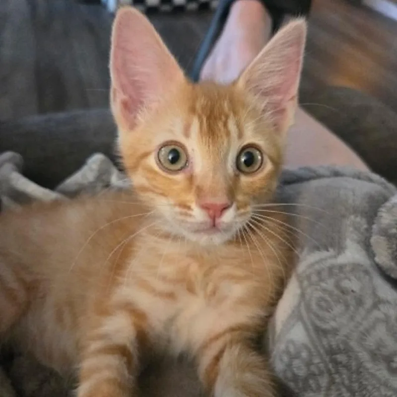 A baby small-sized male Orange / Red Domestic Short Hair cat named Glenn for adoption in Bastrop, TX