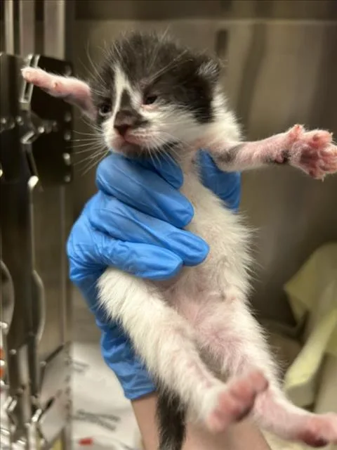 A baby small-sized female Domestic Short Hair cat named Paskha for adoption in Derwood, MD