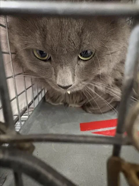An adult medium-sized male Domestic Long Hair cat named Floof for adoption in Las Vegas, NV