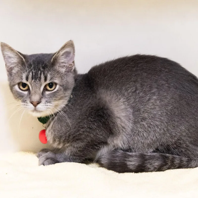 A young medium-sized male Tabby (Gray / Blue / Silver) Domestic Short Hair cat named Peter Parker for adoption in Victor, NY