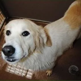 A young small-sized female White / Cream Great Pyrenees dog named Madison for adoption in Calverton, NY